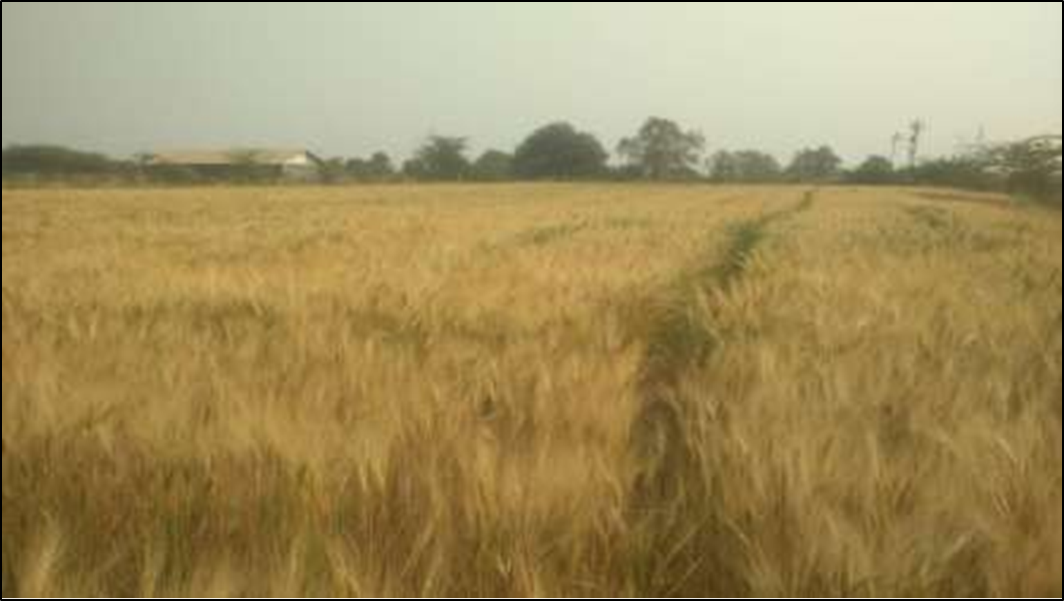 Organic Khapli Wheat Field of Ramesh Sonwane