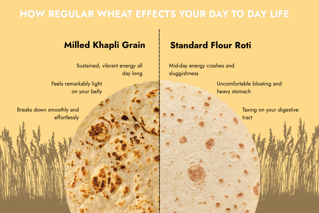 Why choosing the right grain matters with Khapli Wheat and regular grain comparison | milawat free